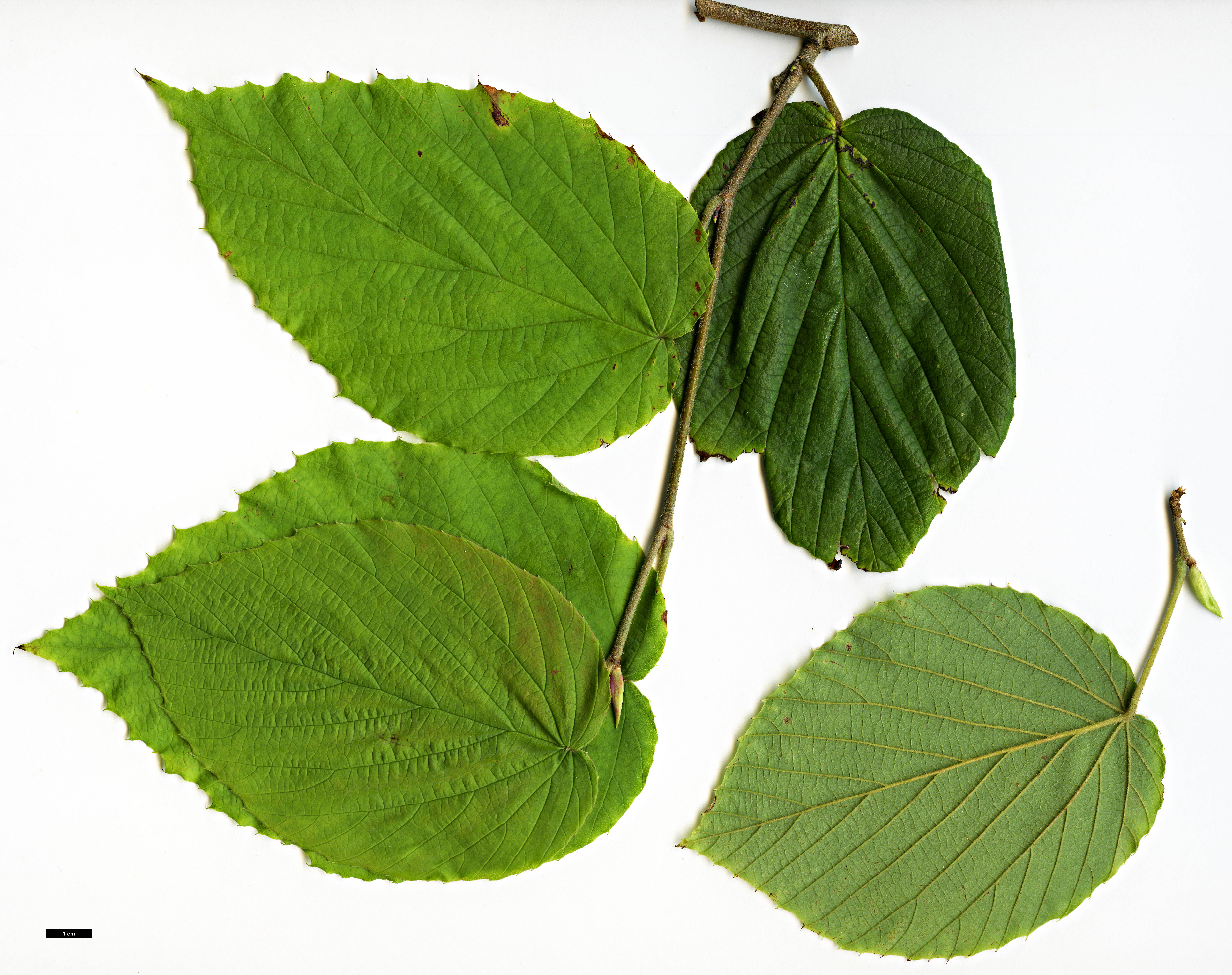 High resolution image: Family: Hamamelidaceae - Genus: Corylopsis - Taxon: himalayana - SpeciesSub: var. griffithii